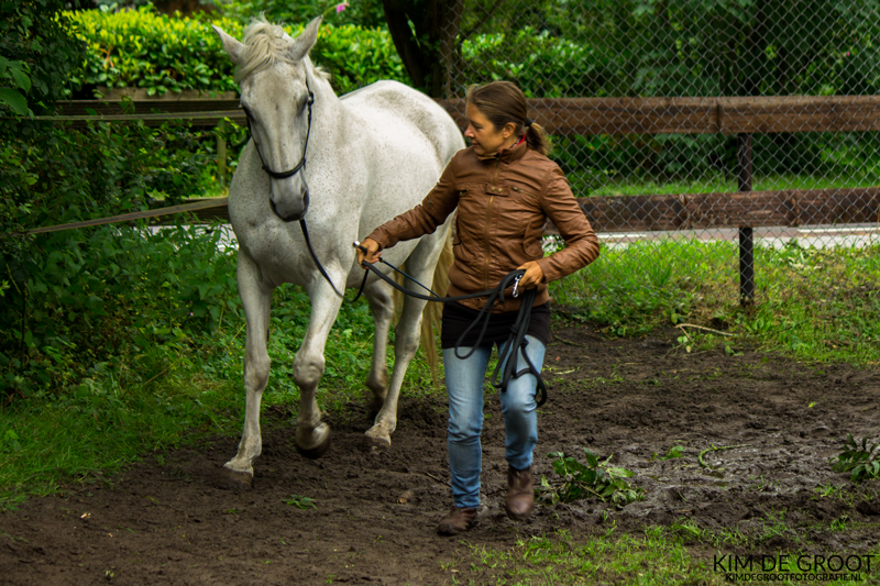 Paarden snappen