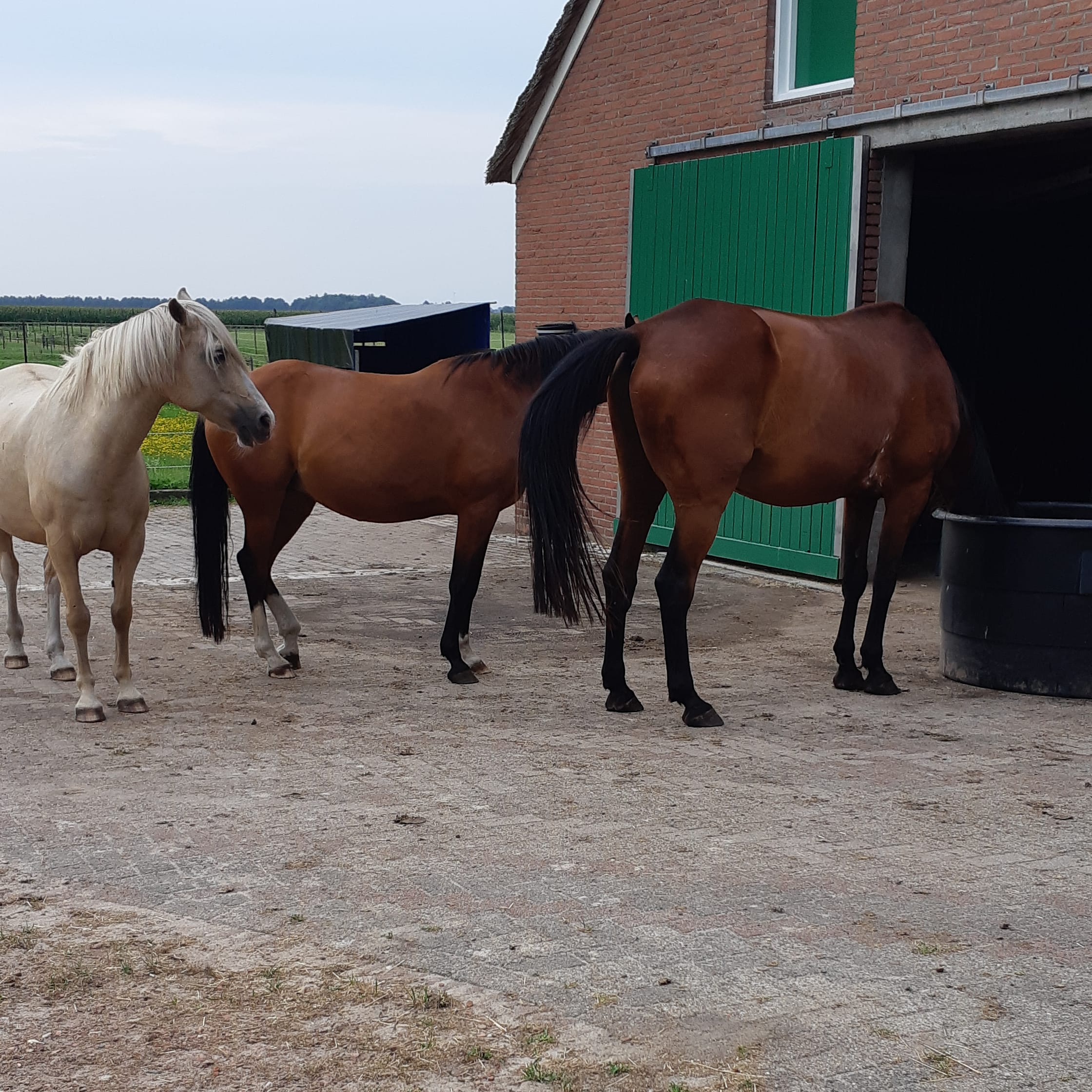paarden paddock